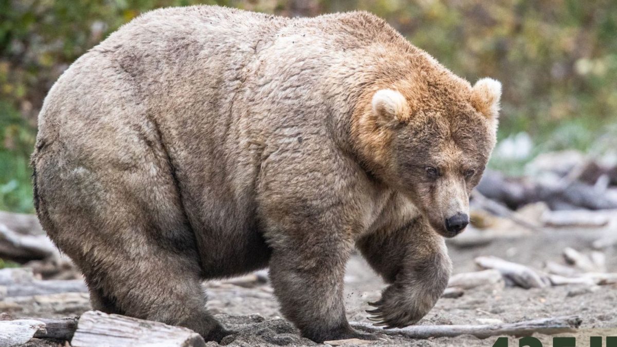 Celebrating Fat Bear Week