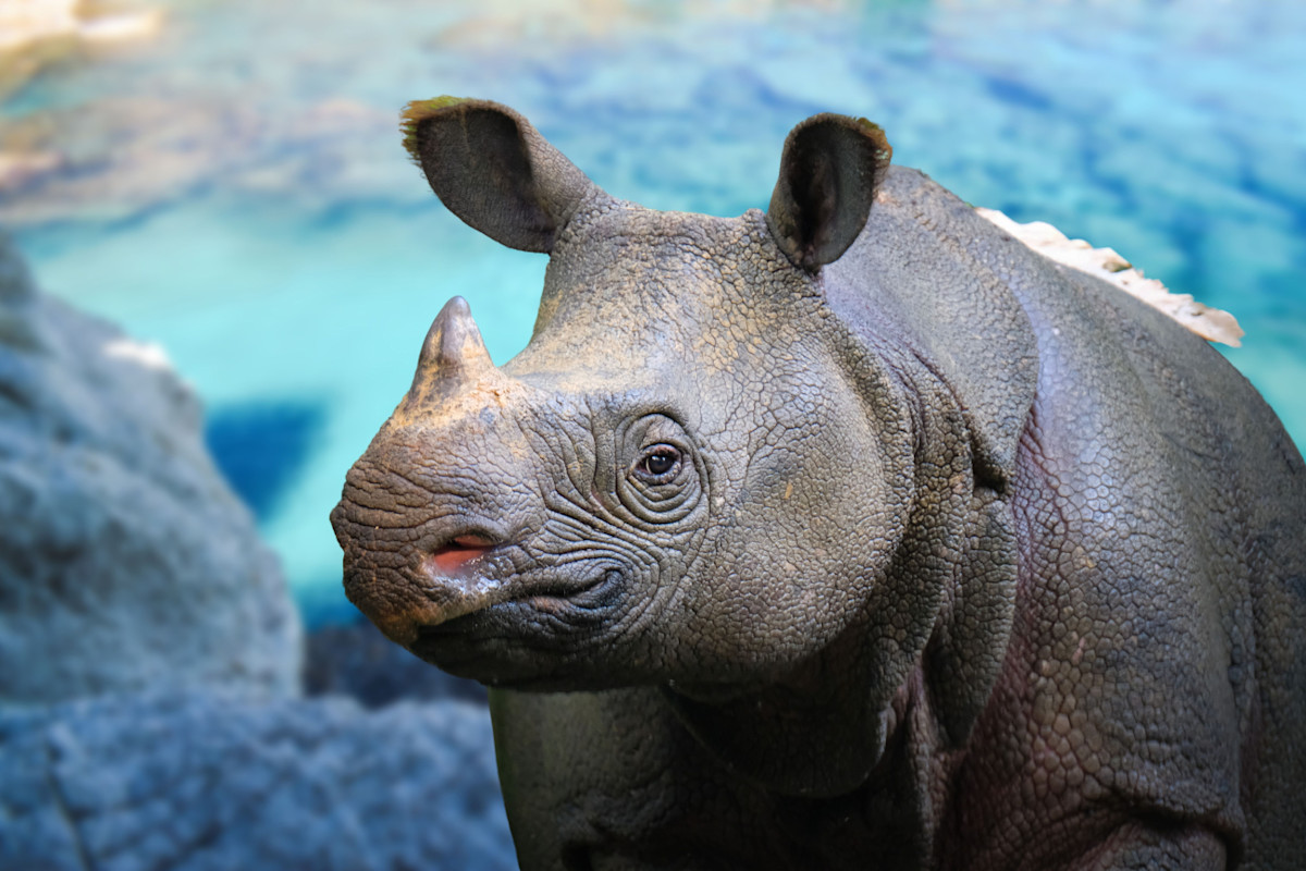 Animals On Track for Extinction in 2026
