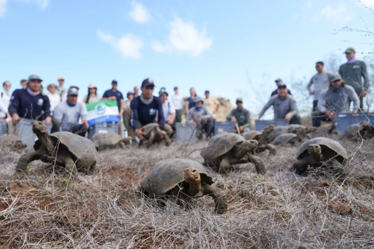 Floreana Turtles Return After Over a Century of Extinction